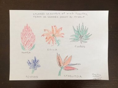 Sketches of wildflowers from Kirstenbosch Botanical Garden, Cape Town.