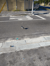 Photograph of pigeon on street.
