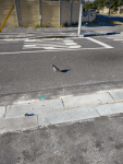 Photograph of pigeon on street.