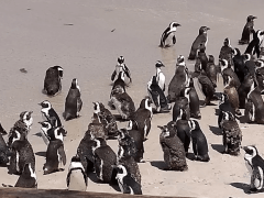 Penguins at Boulders Beach, Cape Town.