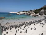Penguins at Boulders Beach, Cape Town.