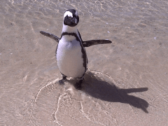 Close-up of penguin at Boulders Beach, Cape Town.