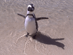 Close-up of penguin at Boulders Beach, Cape Town.
