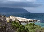 Penguins in distance in front of ocean, Boulders Beach, Cape Town.