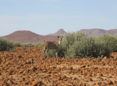 Antelope in front of hills, Kunene Region, Namibia.