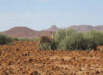 Antelope in front of hills, Kunene Region, Namibia.