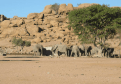 Elephants in front of rocky hill, Kunene region, Namibia.