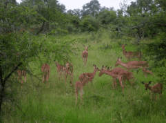 Impalas in Kruger Park, South Africa.