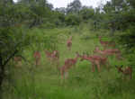 Impalas in Kruger Park, South Africa.