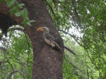 Bird in Kruger Park, South Africa.