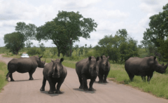 Rhinos in Kruger Park, South Africa.