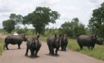 Rhinos in Kruger Park, South Africa.