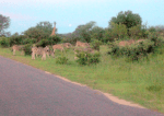 Zebras and giraffe, Kruger Park, South Africa.