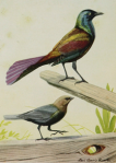Illustration by Louis Agassiz Fuertes from The Burgess Bird Book for Children.